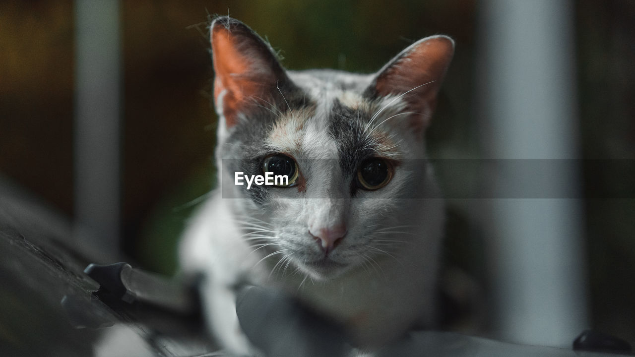 Close-up portrait of a cat