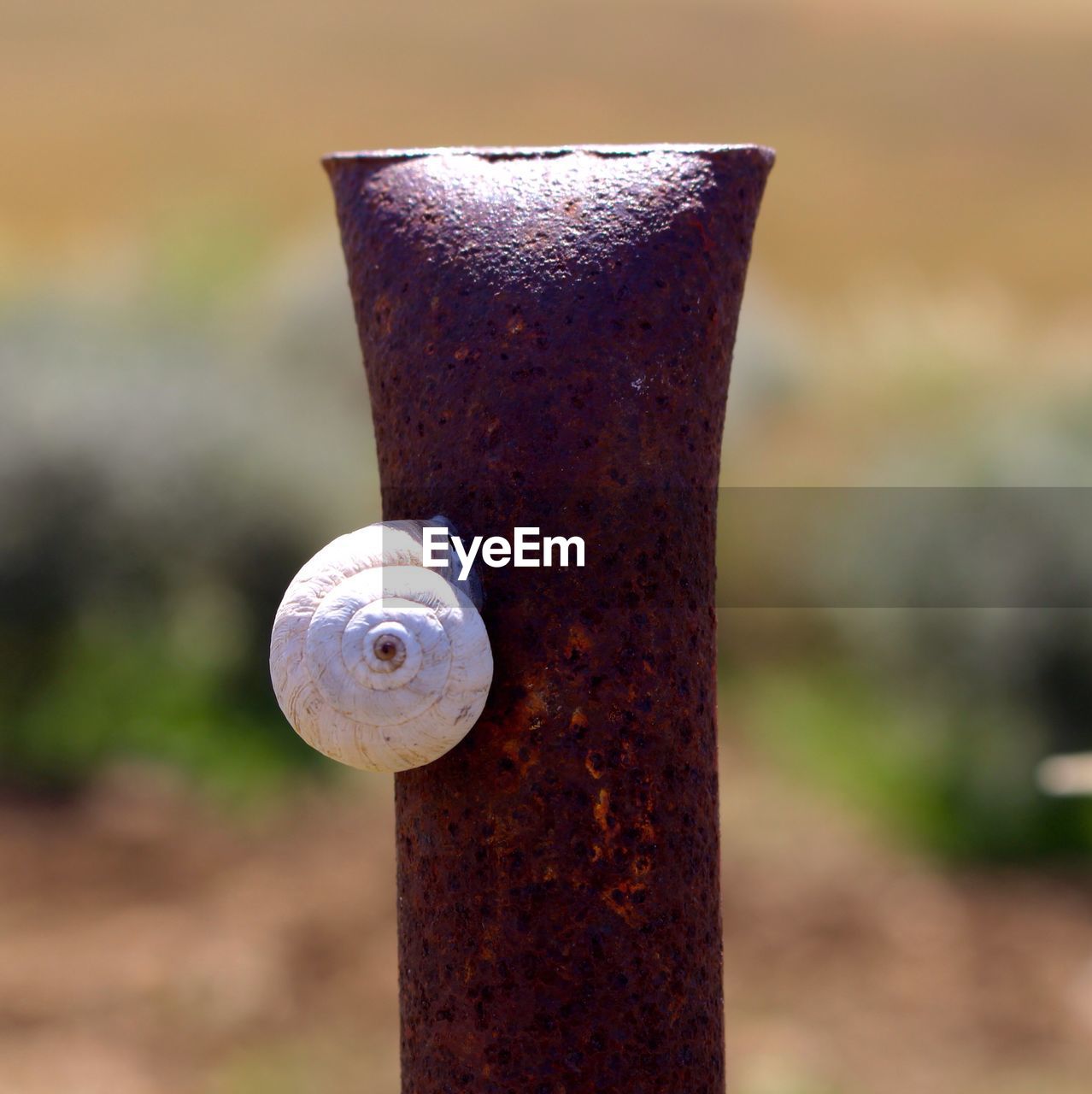 CLOSE-UP OF SNAKE ON RUSTY METALLIC STRUCTURE