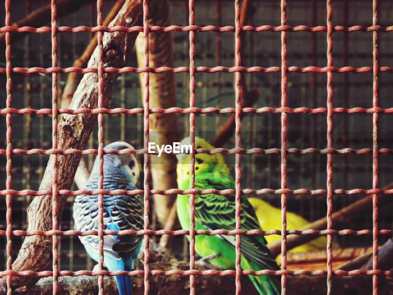 Close-up of birds perching in cage