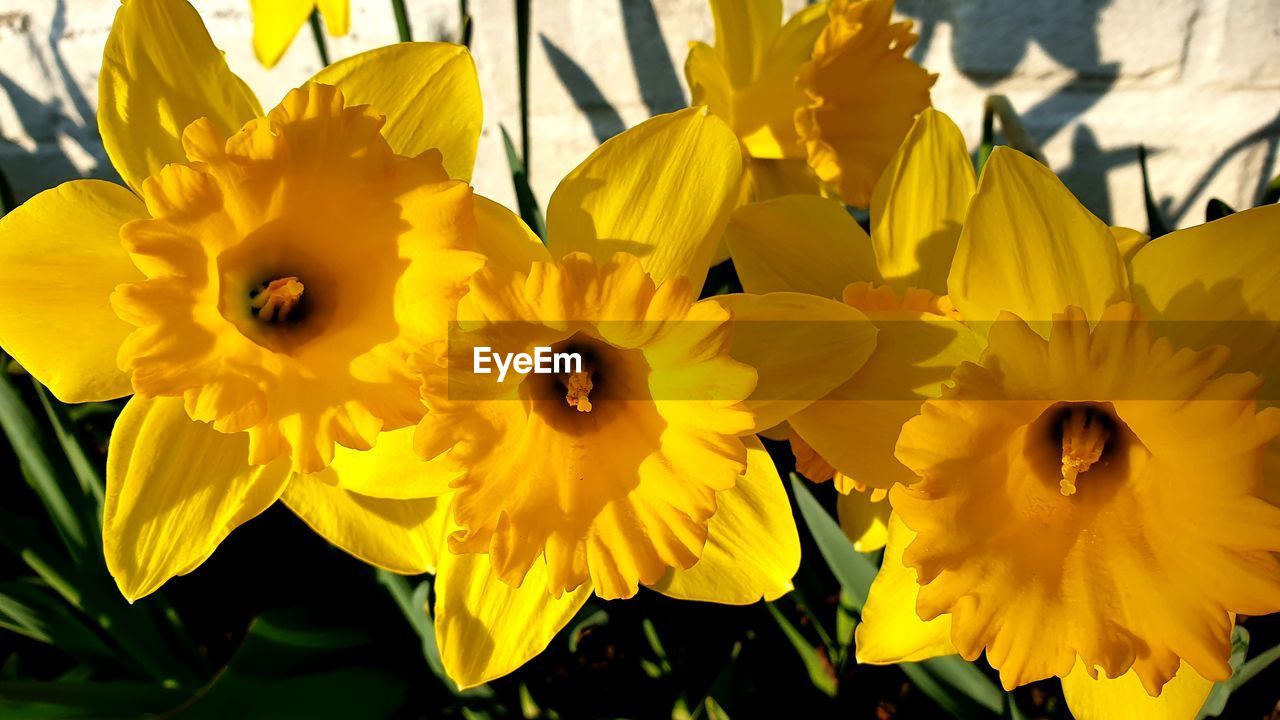 CLOSE-UP OF FRESH YELLOW DAFFODIL