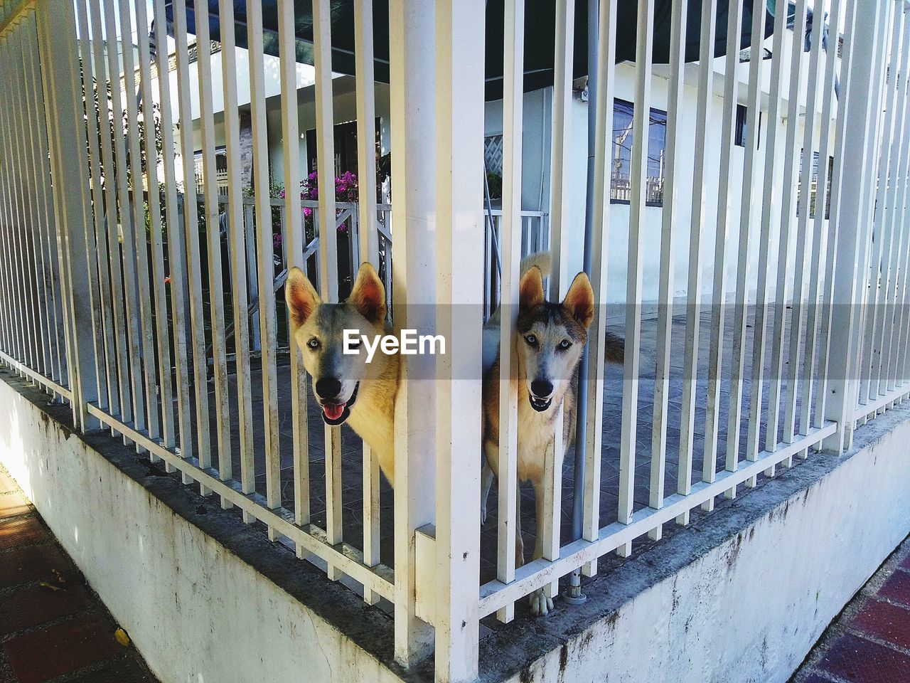 Portrait of dog standing by railing