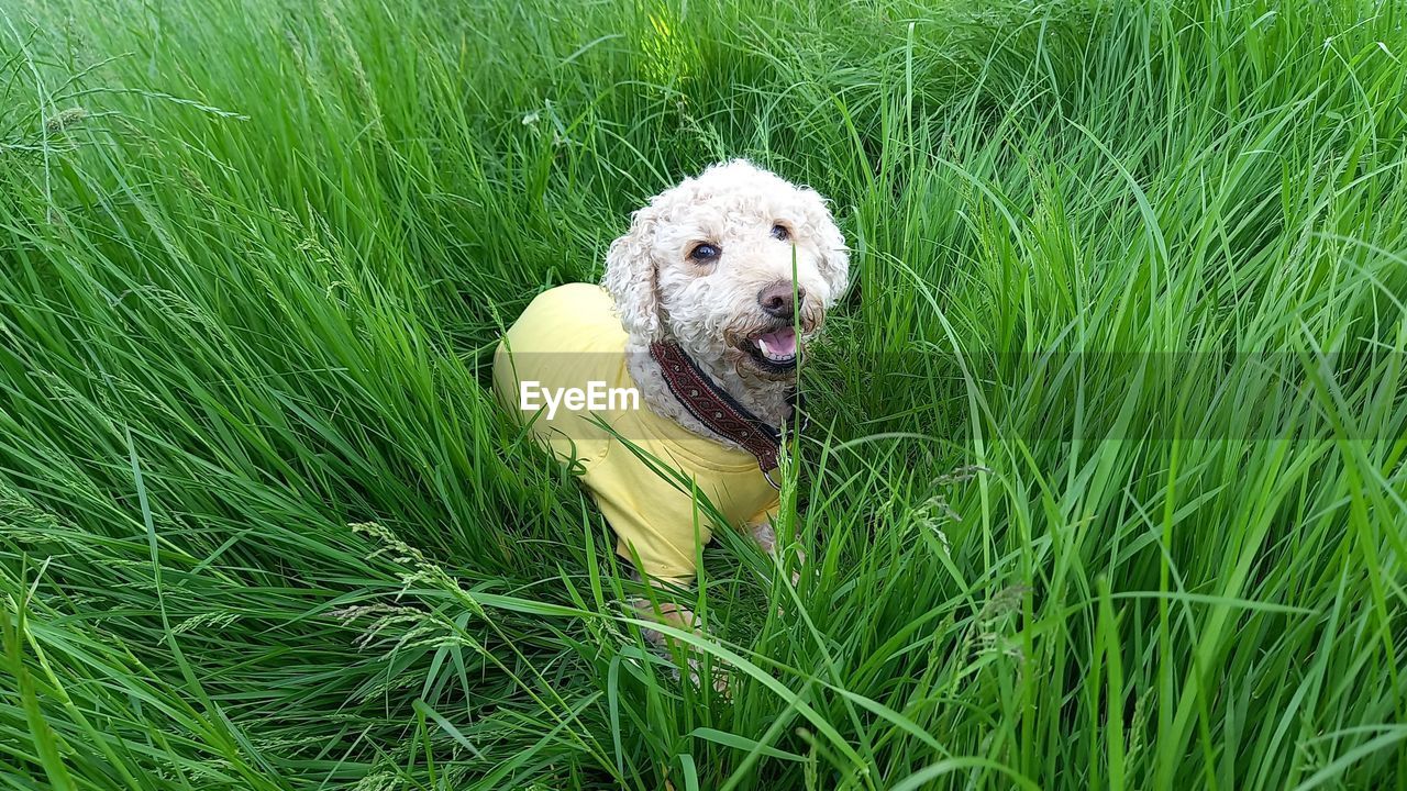 VIEW OF A DOG ON GRASS