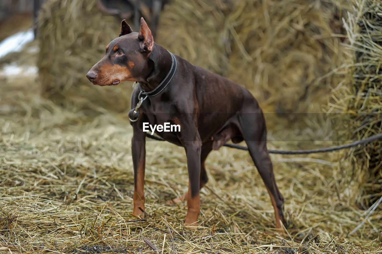 DOG STANDING ON FIELD