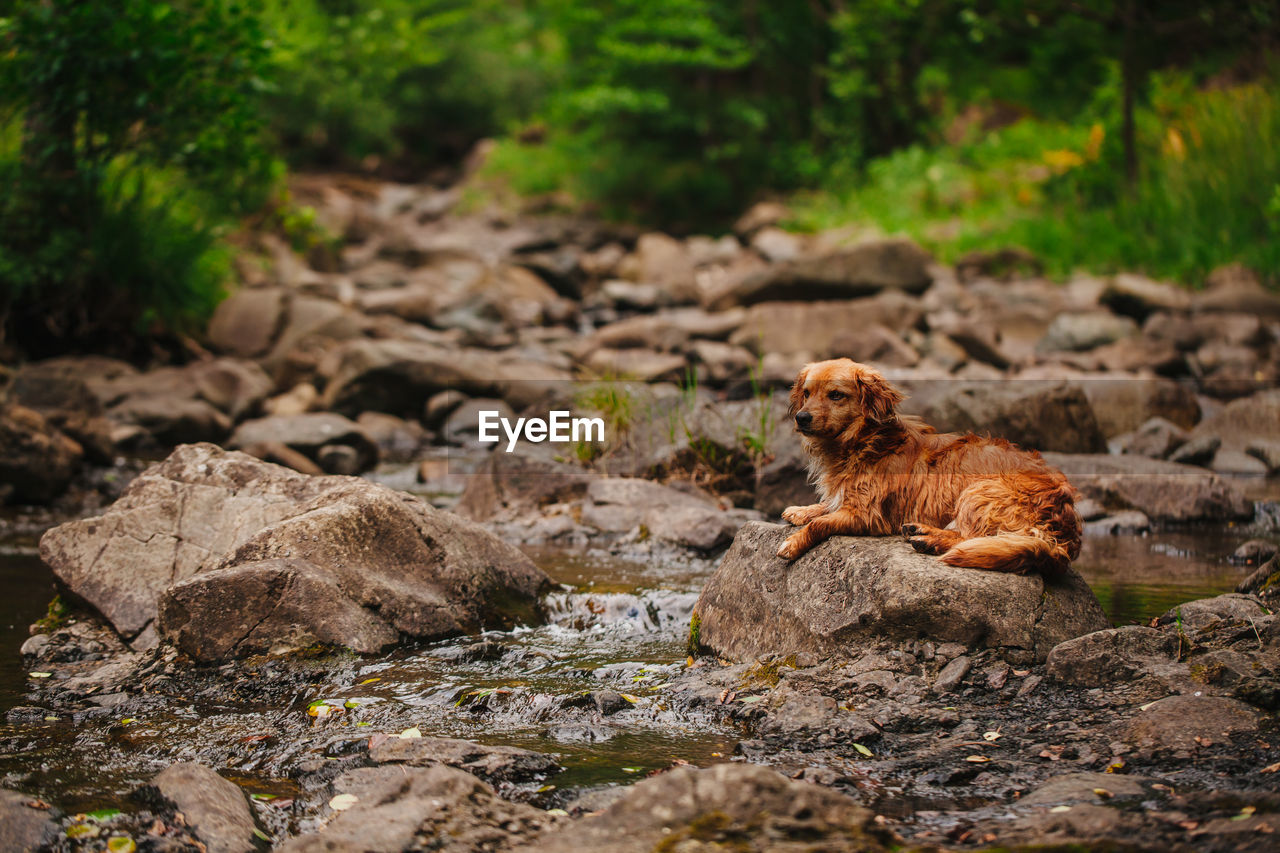 Brown dog relaxing on rock by river