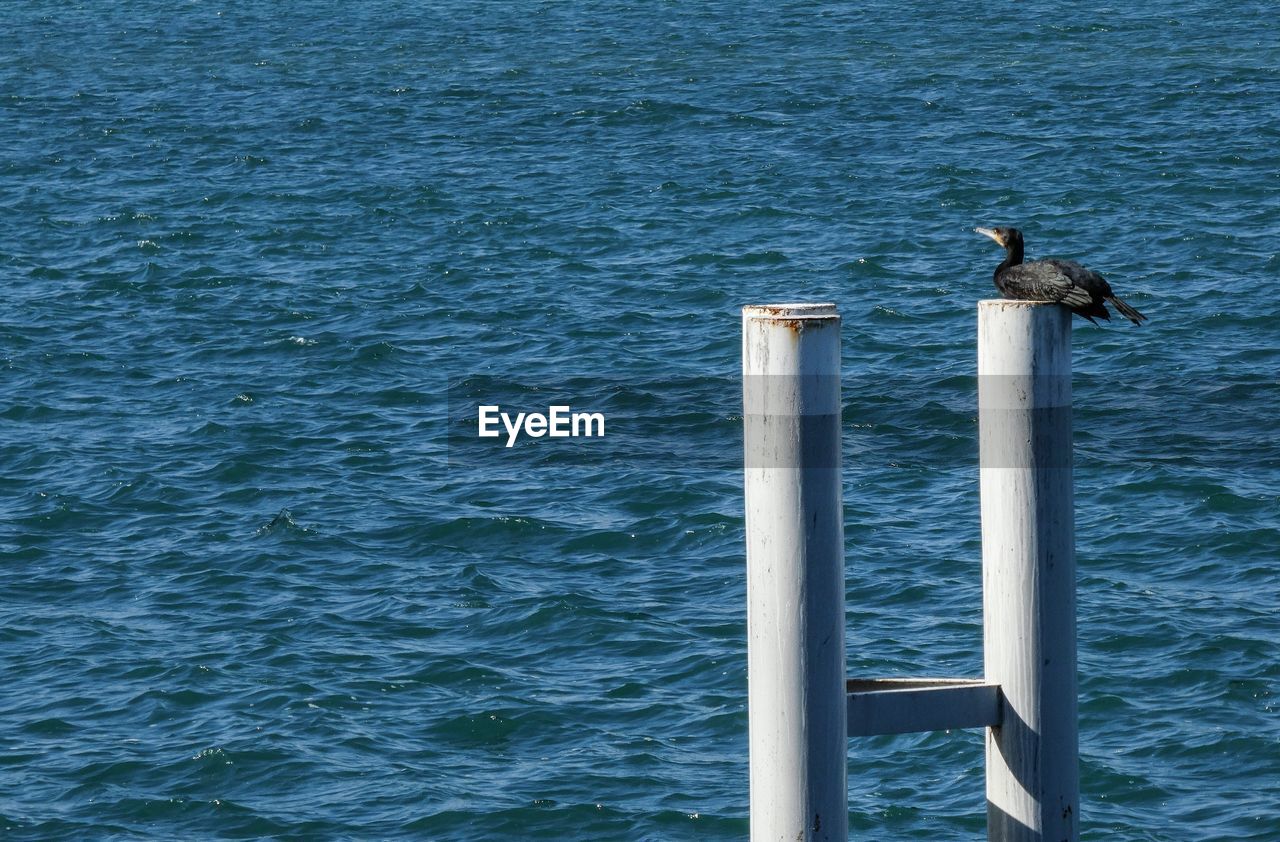 Cormorant  perching on post in sea