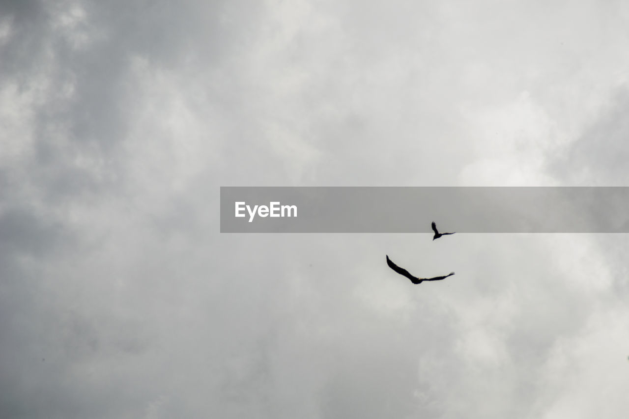 Low angle view of hawks flying against cloudy sky