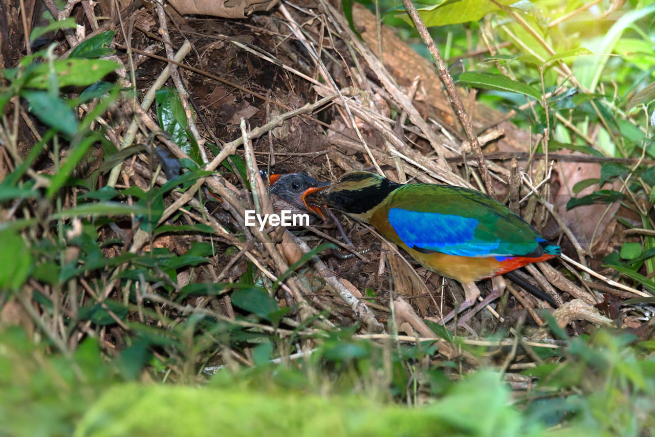 Close-up of birds on field