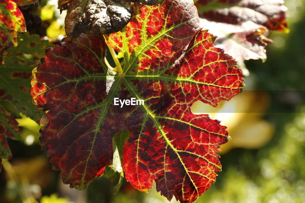 Close-up of red maple leaves on tree