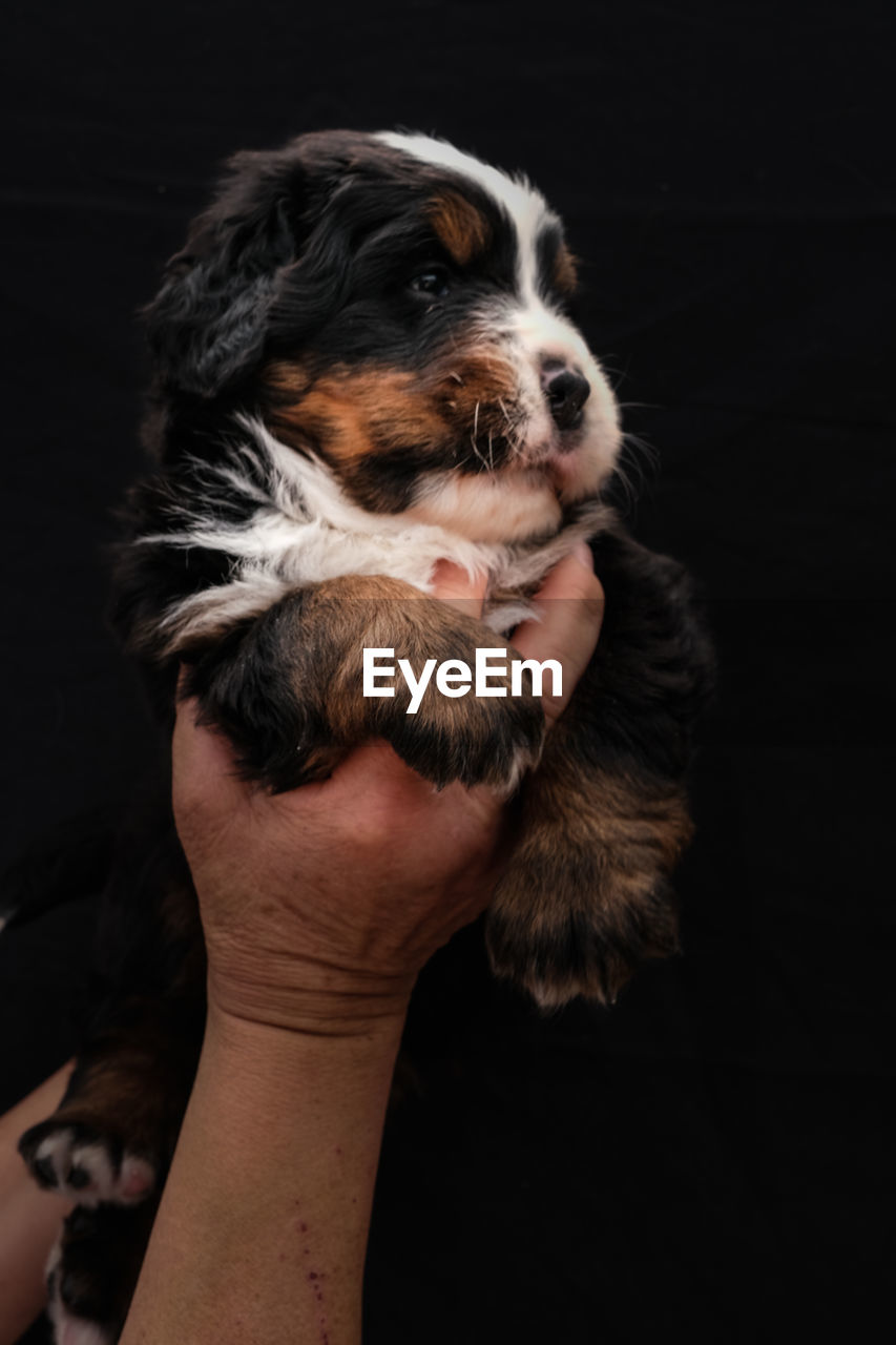 one animal, dog, pet, domestic animals, animal themes, black background, mammal, animal, canine, studio shot, hand, one person, indoors, holding, puppy, young animal, portrait, animal body part, cute, black, lap dog, close-up, adult, friendship, love