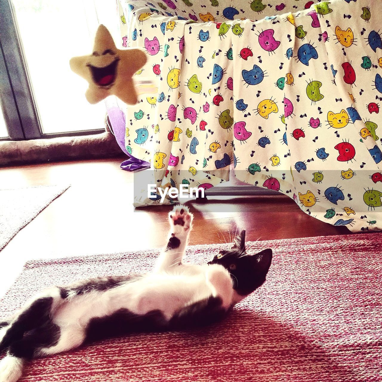 CAT RELAXING ON BED