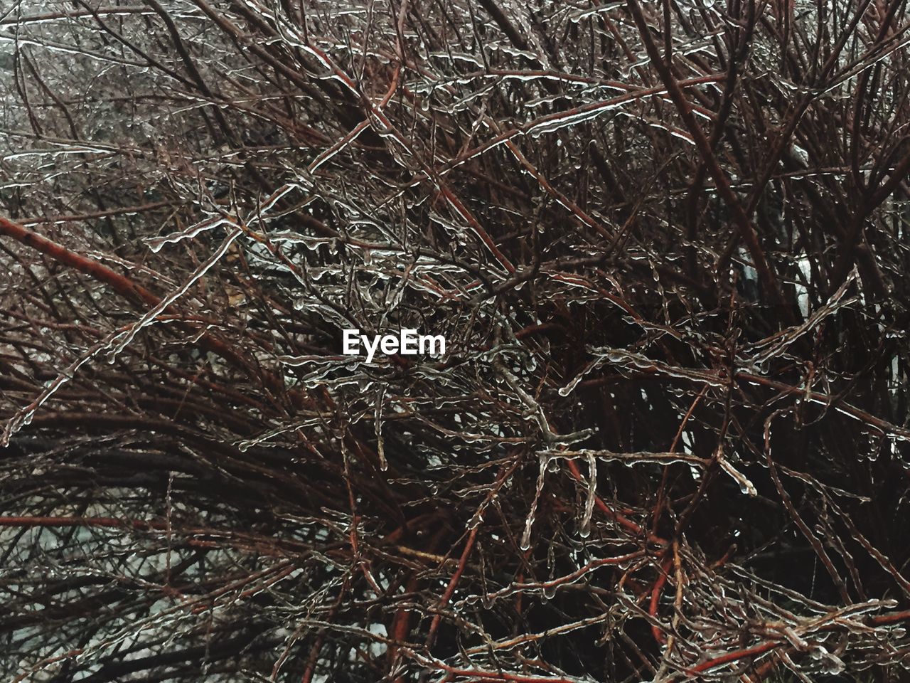 CLOSE-UP OF TREE BRANCHES