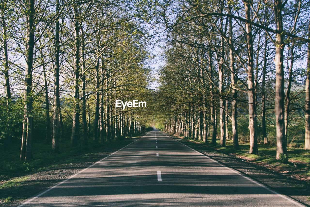 EMPTY ROAD AMIDST TREES