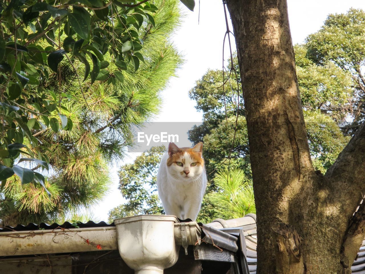 PORTRAIT OF CAT SITTING ON TREE