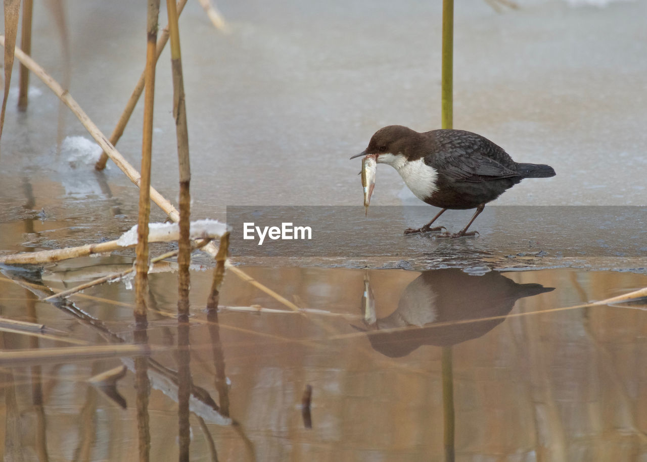 BIRD PERCHING ON LAKE