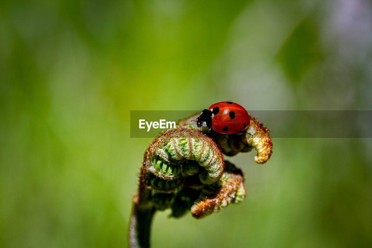 Close-up of ladybug on leaf