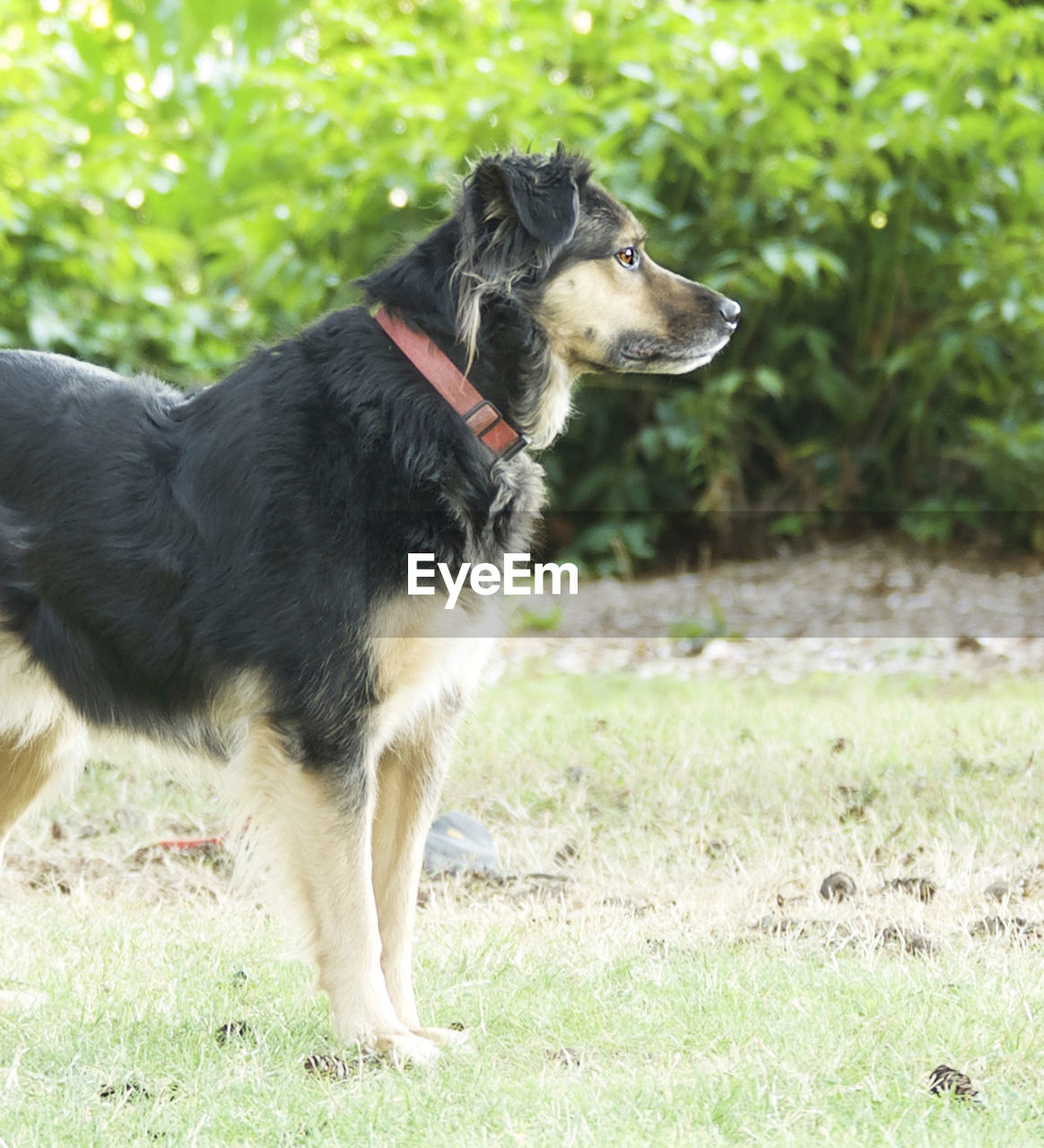 DOG LOOKING AWAY ON GRASS