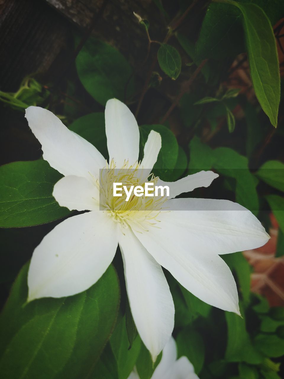 CLOSE-UP VIEW OF WHITE FLOWER