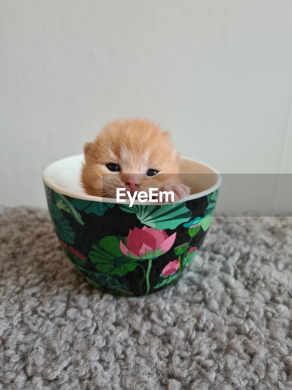 Kitten i a cup