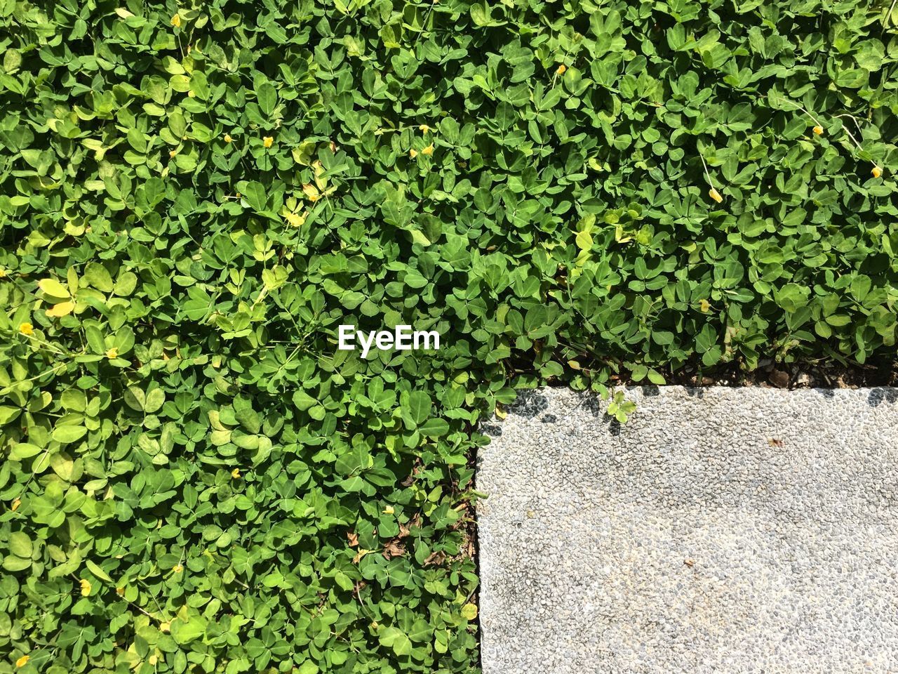 Close-up of ivy on green plants