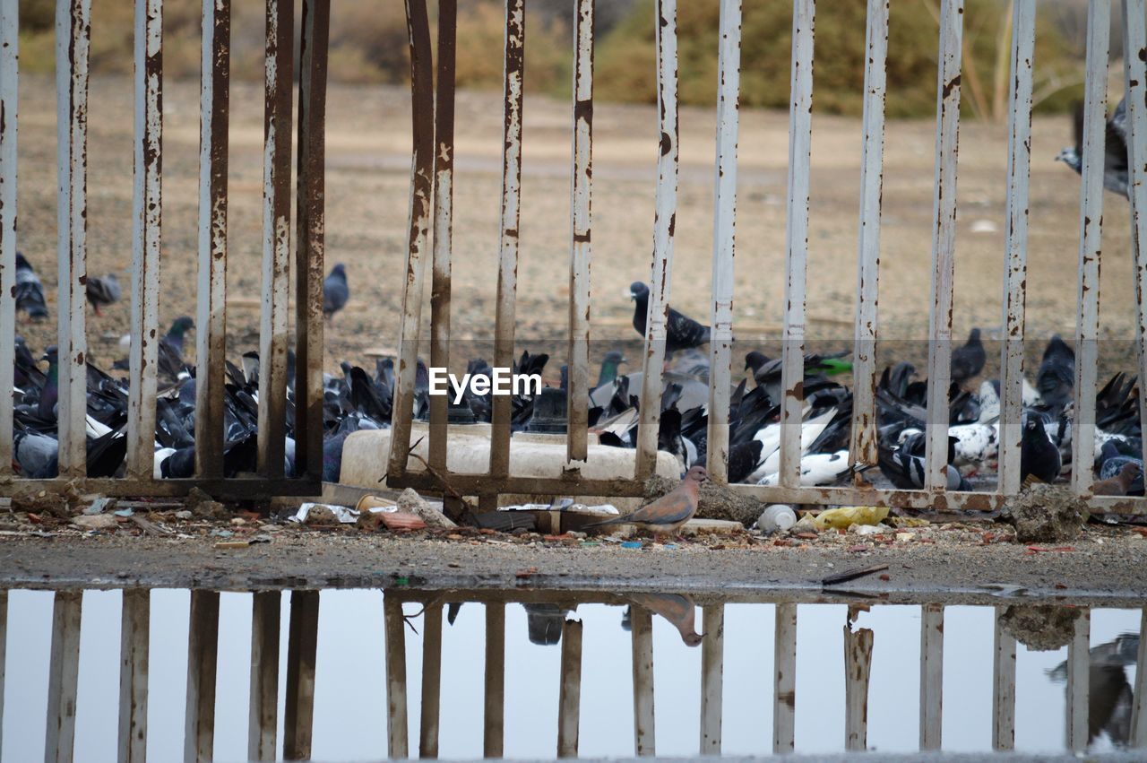 BIRDS IN A LAKE