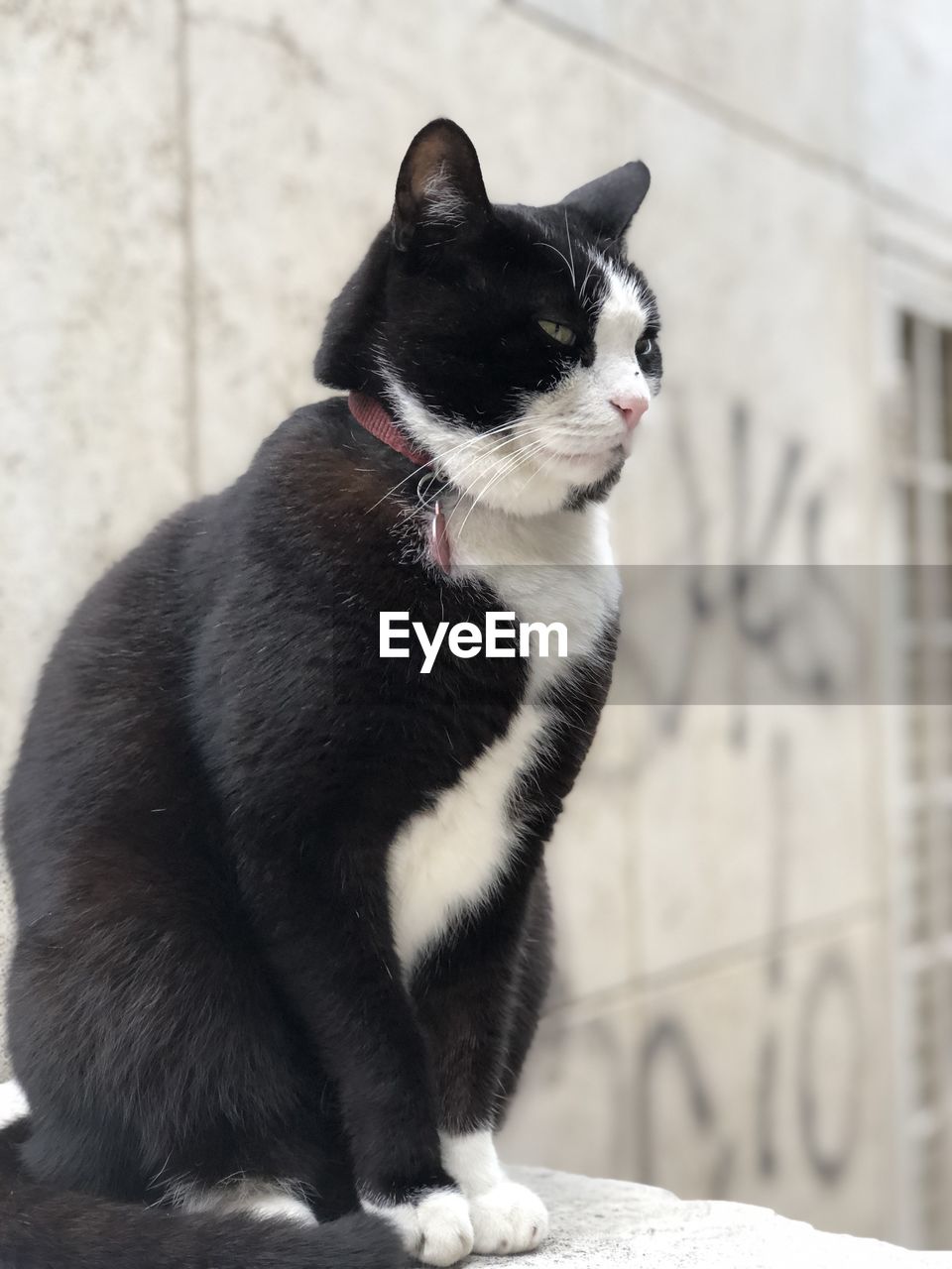 CLOSE-UP OF CAT LOOKING AWAY OUTDOORS