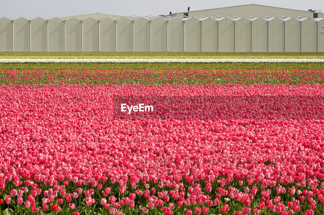 Red tulips in field