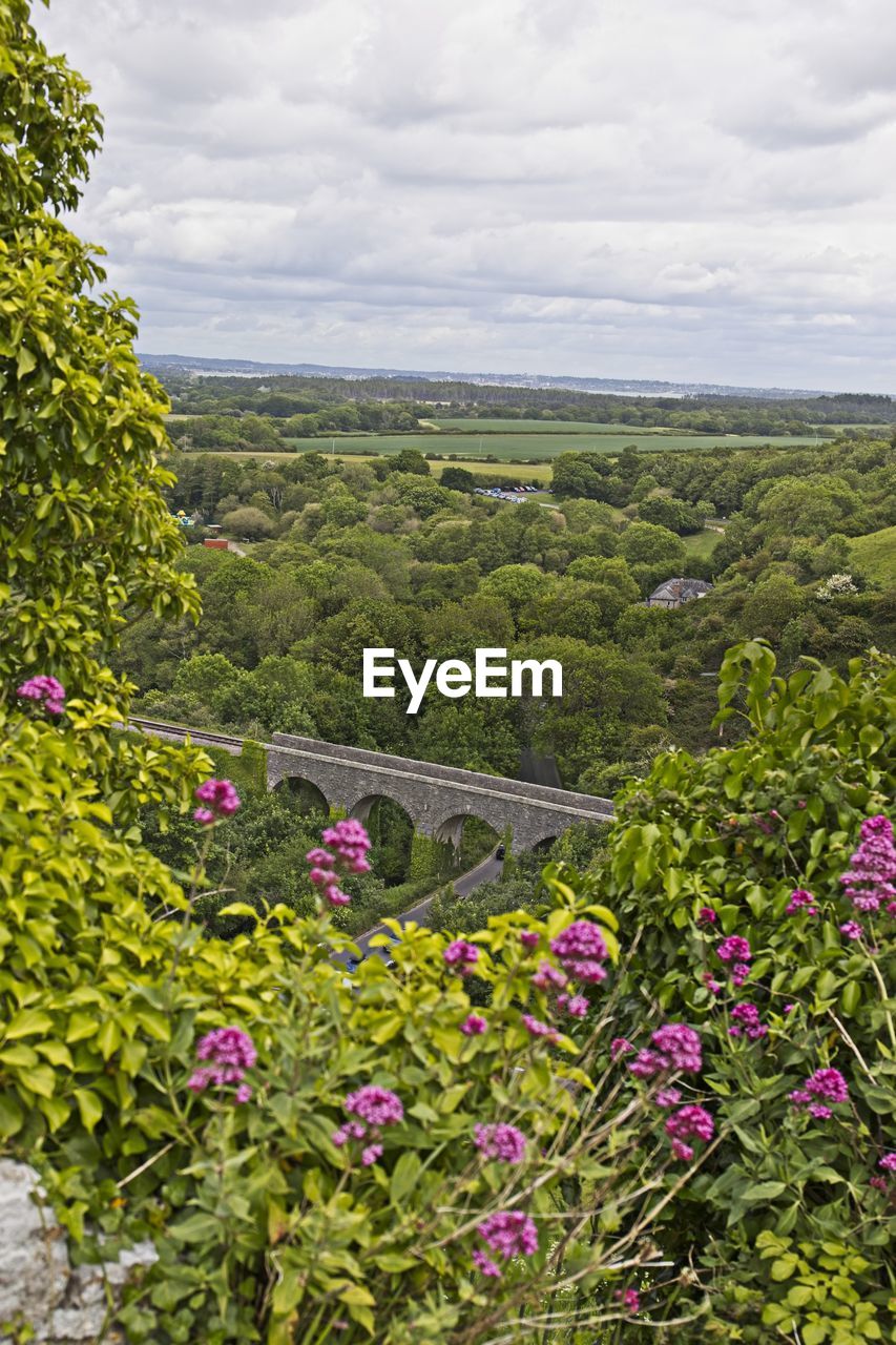 Scenic view of flowering plants on land against sky