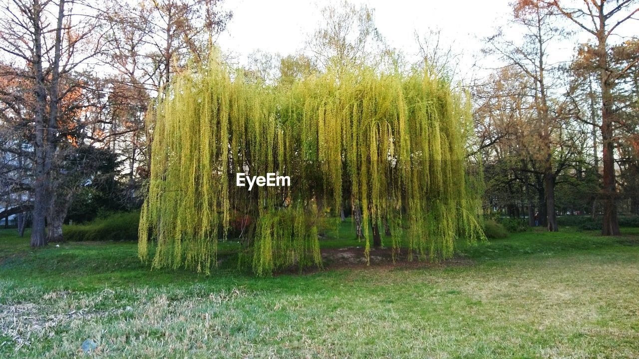 TREES GROWING IN PARK AGAINST SKY