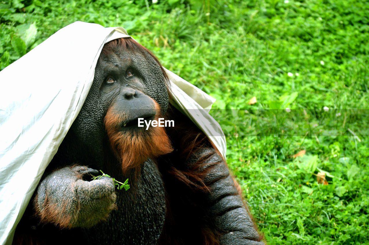 Orangutan playing at the zoo.