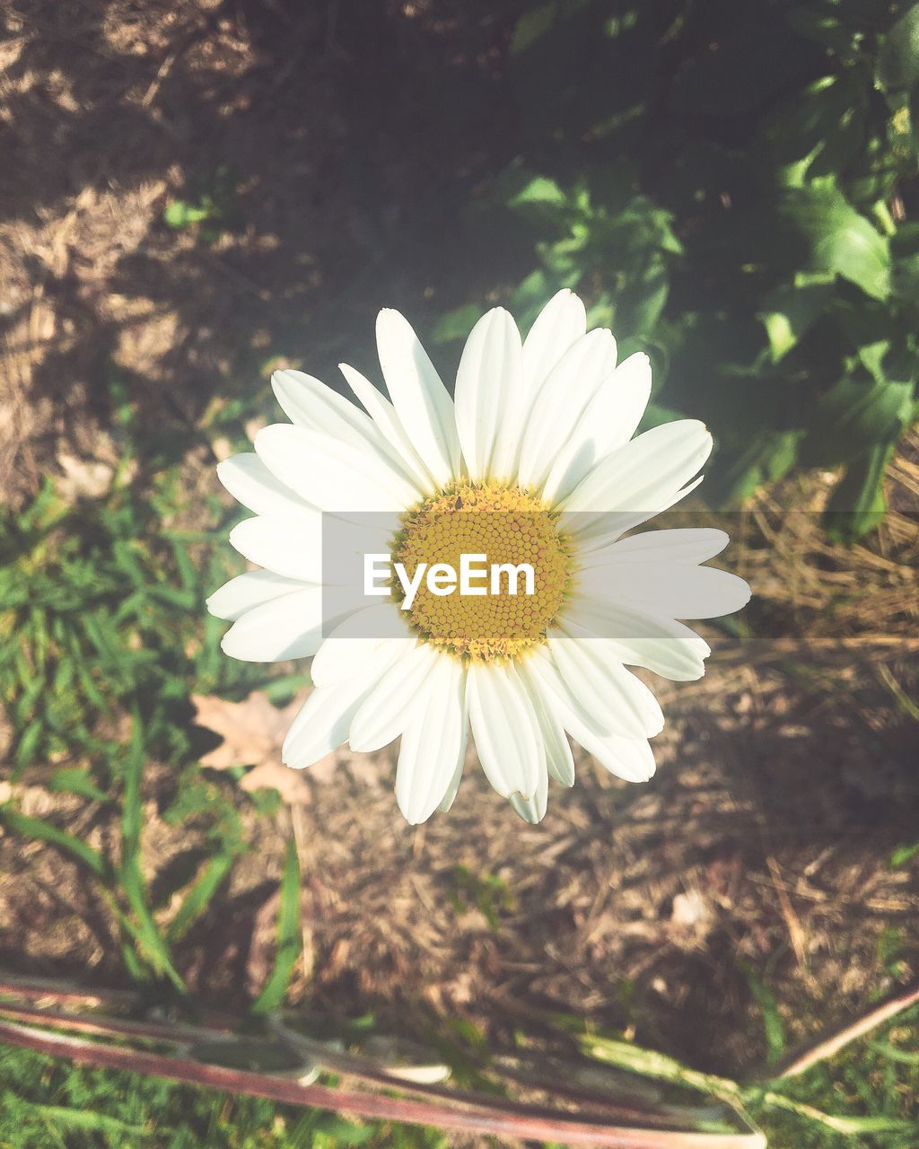 CLOSE-UP OF WHITE DAISY FLOWERS