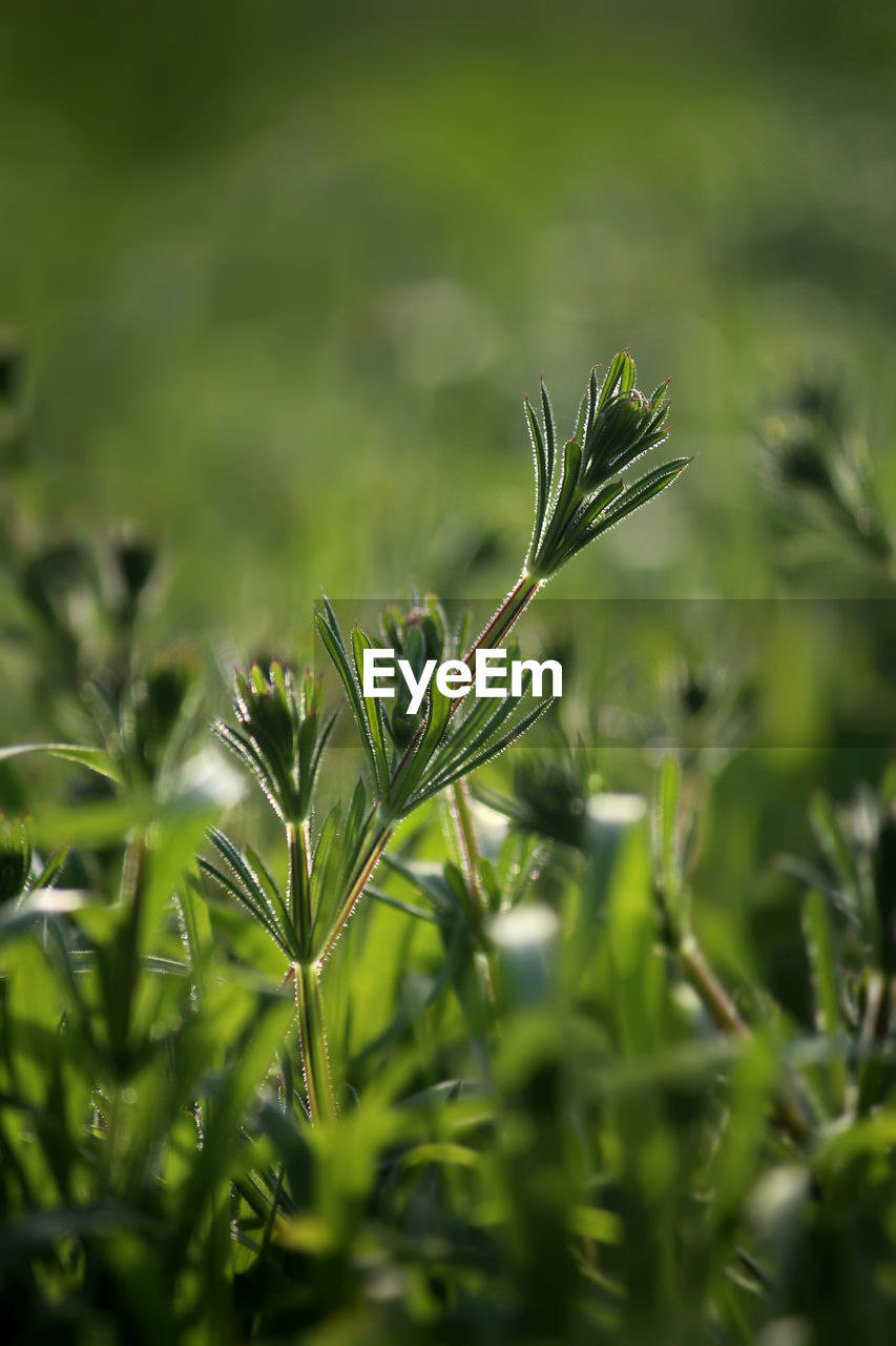 CLOSE-UP VIEW OF GRASS