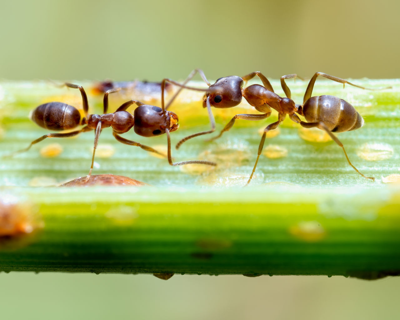 Close up of ants and scale insects on a leaf.