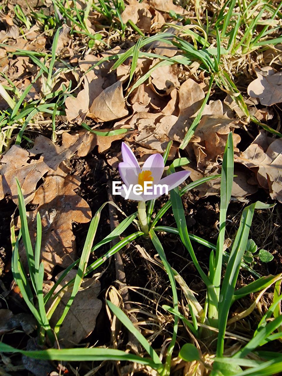 plant, nature, flower, flowering plant, beauty in nature, growth, leaf, plant part, land, field, fragility, high angle view, day, freshness, wildflower, no people, petal, close-up, green, grass, outdoors, sunlight, flower head, inflorescence