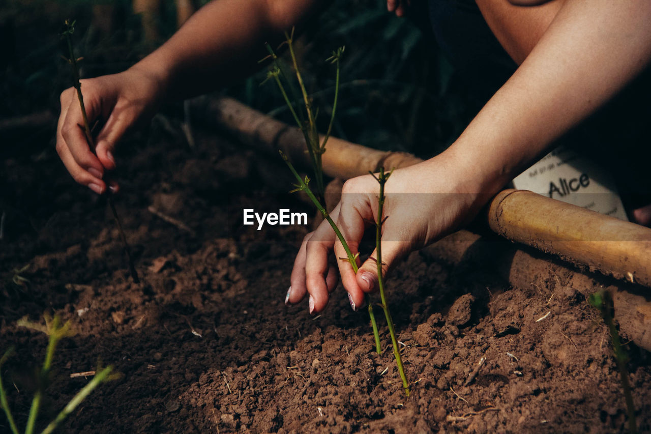 Cropped hands planting