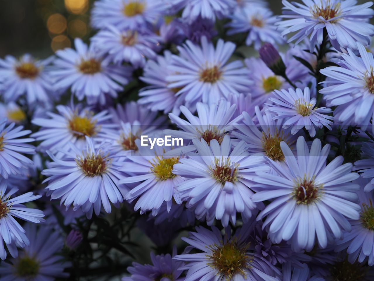 CLOSE-UP OF WHITE FLOWERING PLANTS