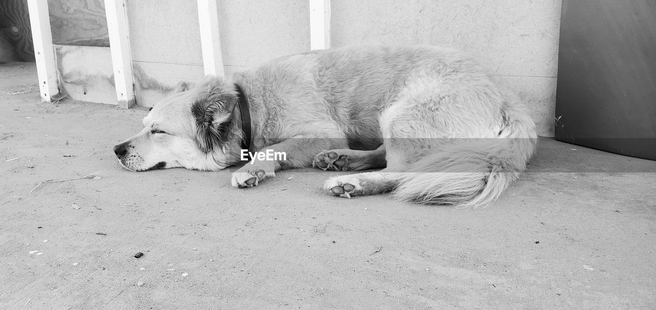 DOG SLEEPING IN A FLOOR