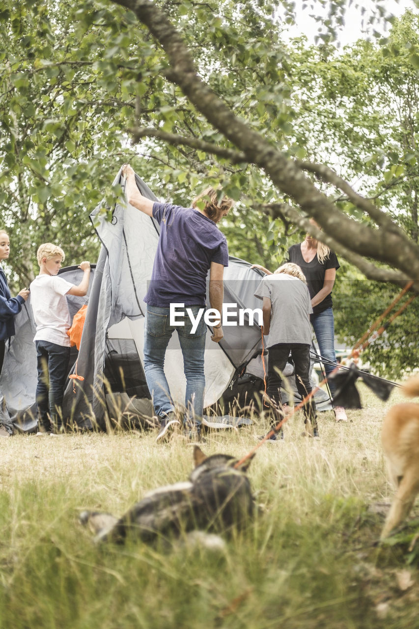 Family pitching tent at camping site with dogs in foreground