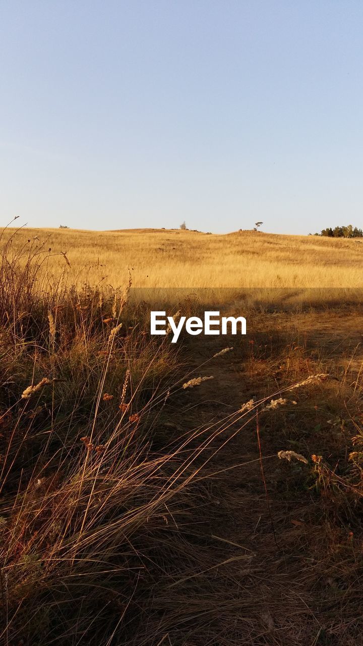 FIELD AGAINST CLEAR SKY