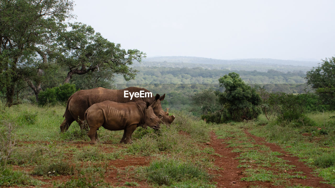 Side view of rhinoceros standing on grassy field against sky