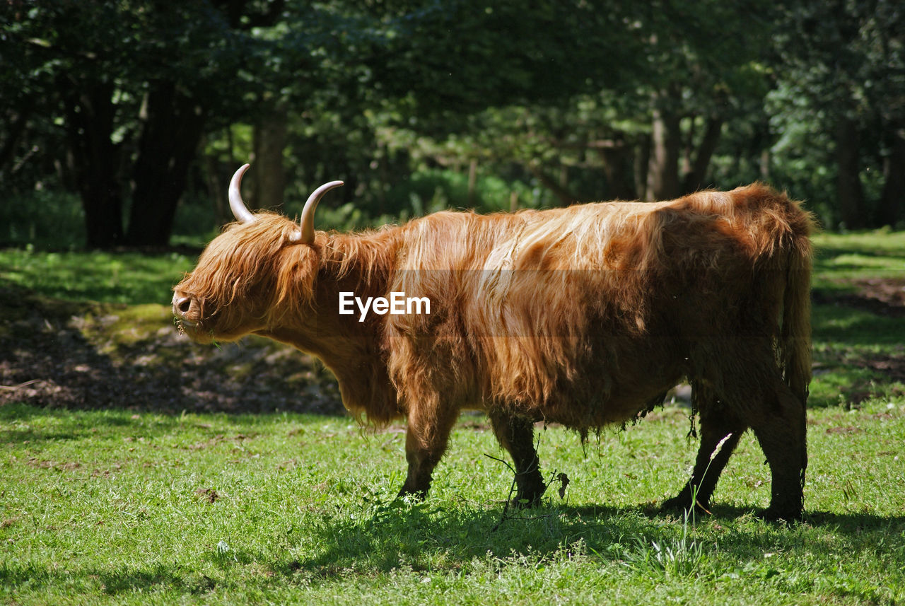 Red brown primal cattle in the pasture