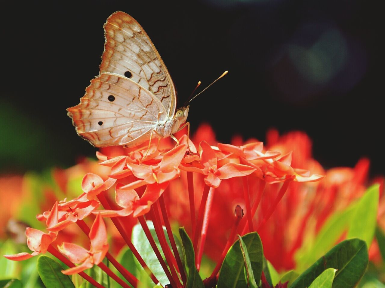 Close-up of butterfly perching on fresh coral colored flowers in garden