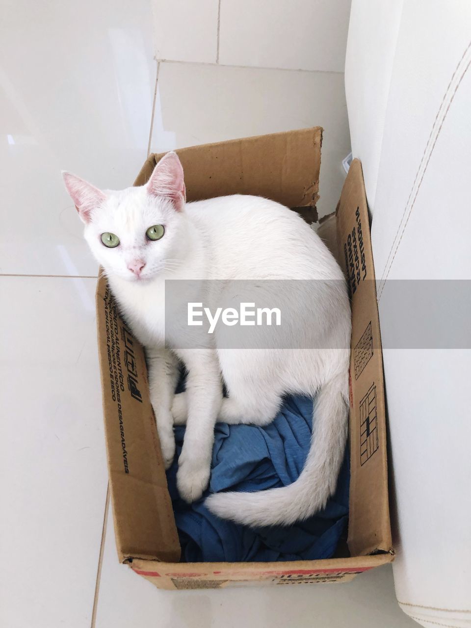 PORTRAIT OF WHITE CAT LYING ON FLOOR