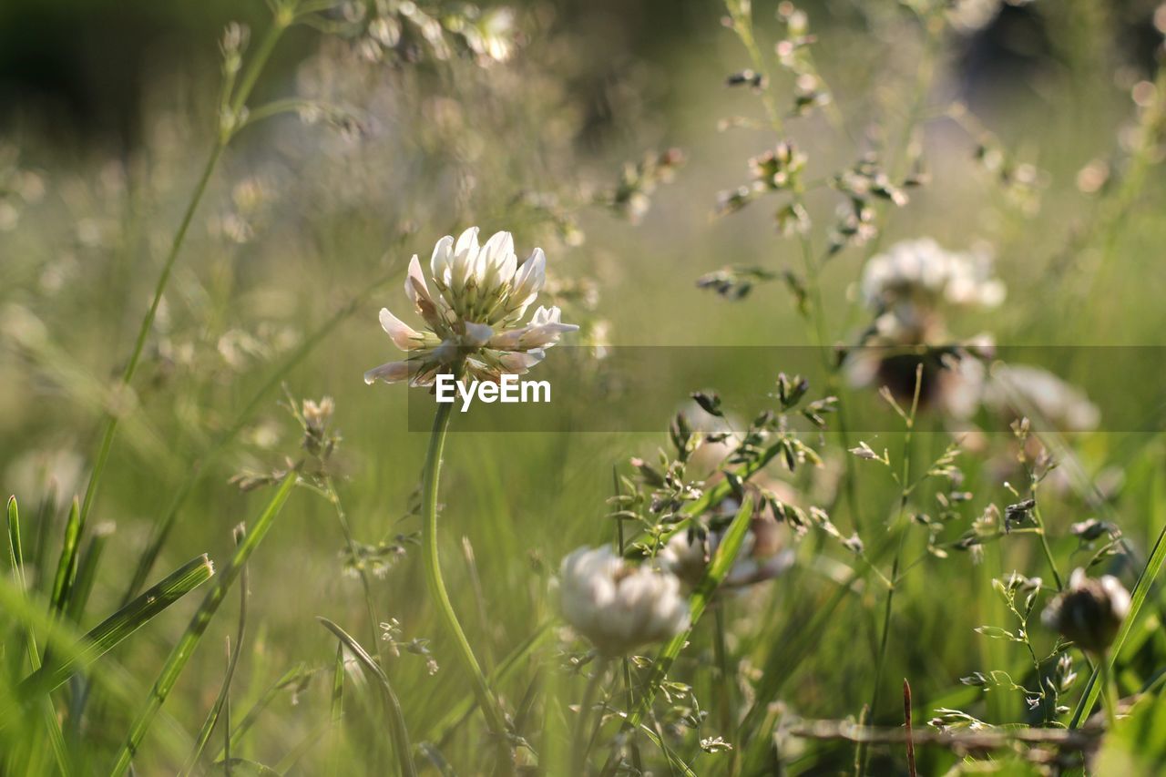 Close-up of flowering plant on field