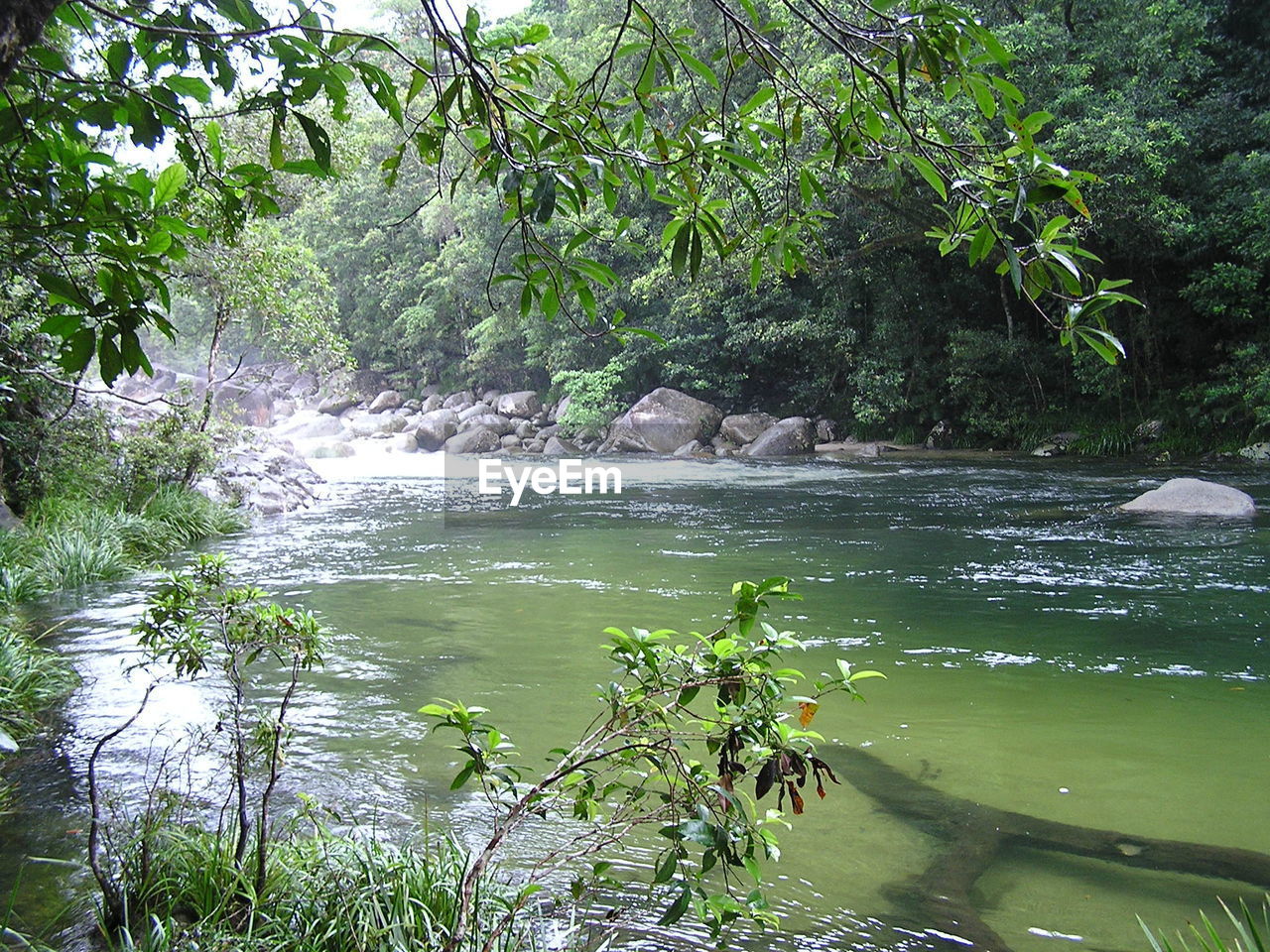 STREAM FLOWING THROUGH FOREST