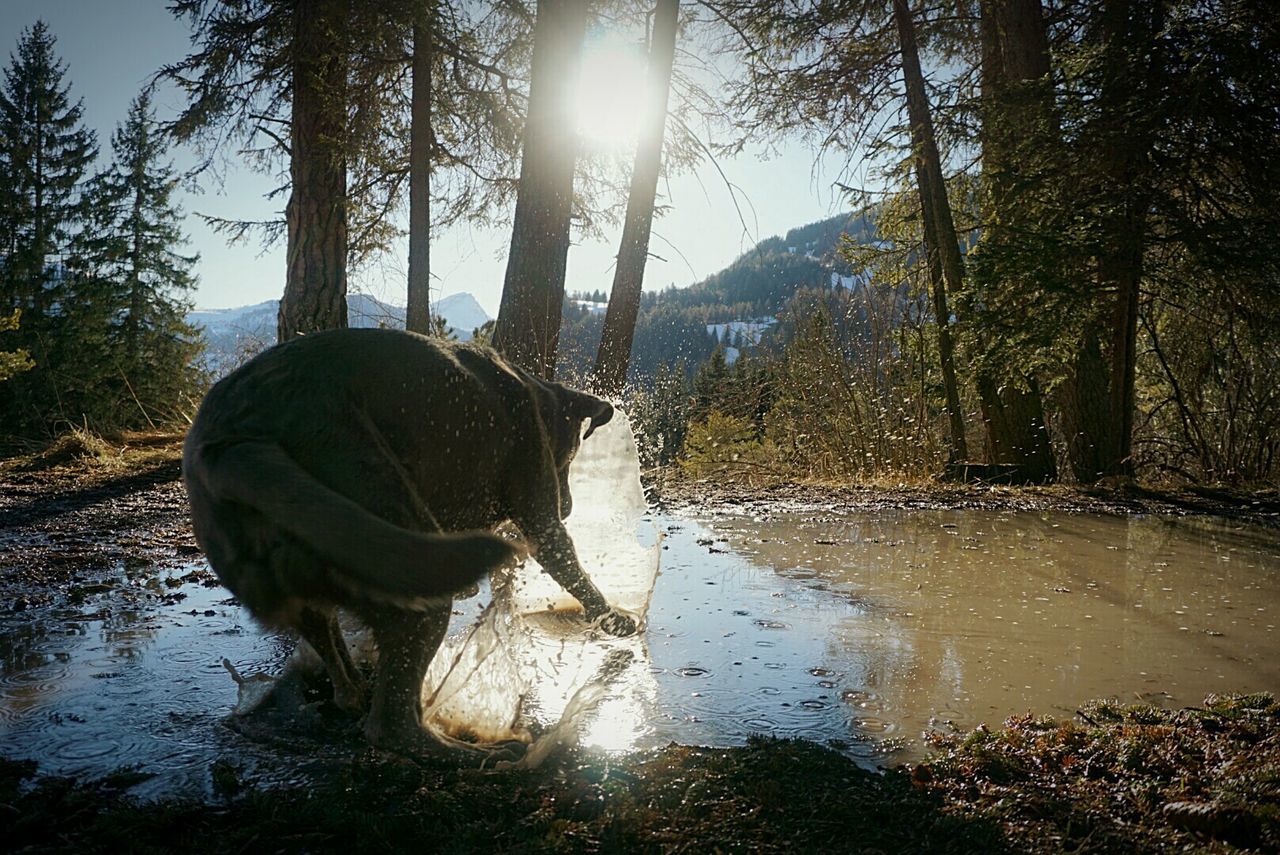 Dog playing in muddy water