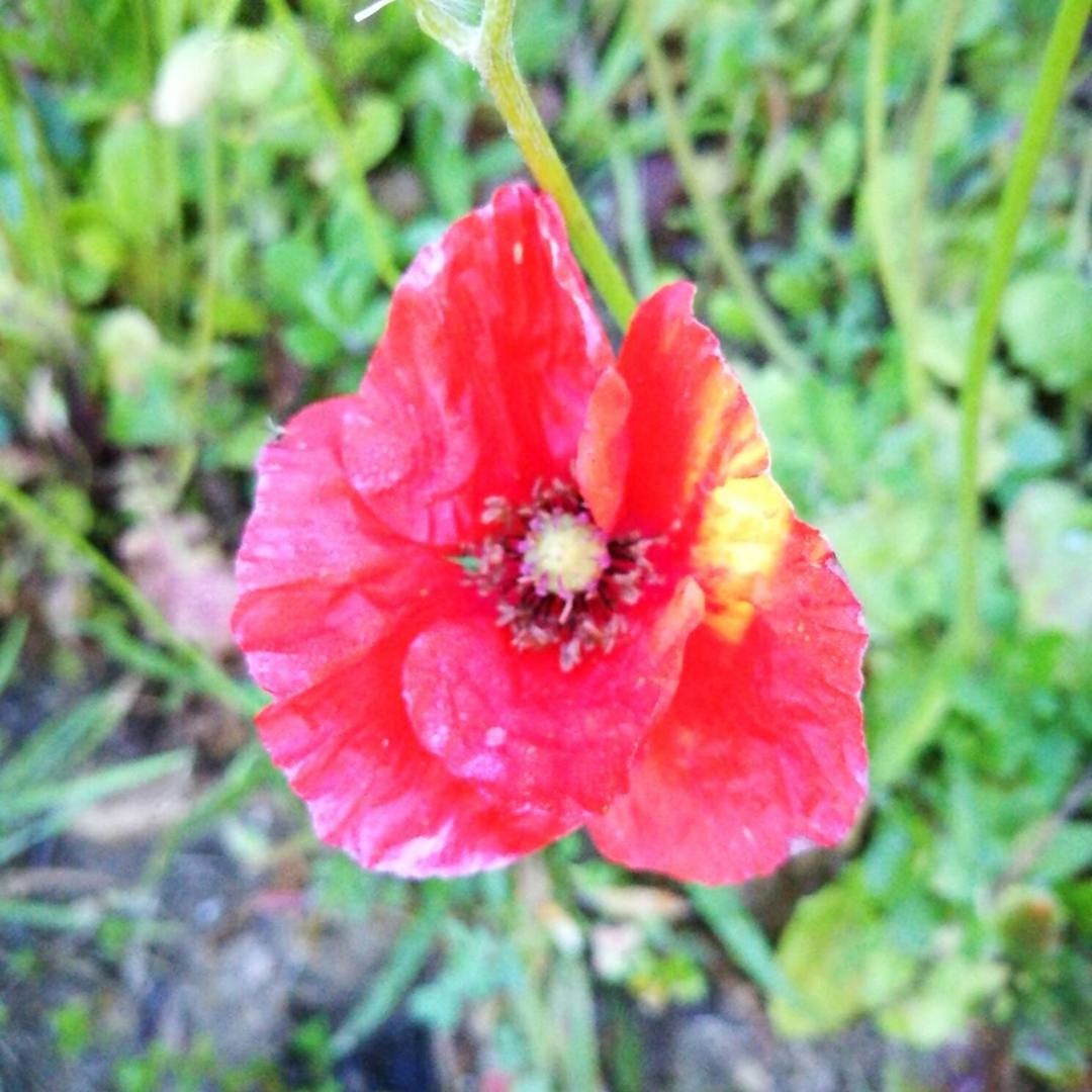 CLOSE-UP OF WET RED FLOWER OUTDOORS