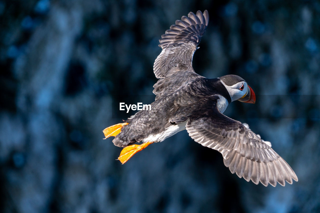 bird, animal themes, animal, animal wildlife, flying, wildlife, spread wings, beak, bird of prey, one animal, animal body part, nature, mid-air, motion, animal wing, wing, no people, outdoors, beauty in nature, eagle, focus on foreground