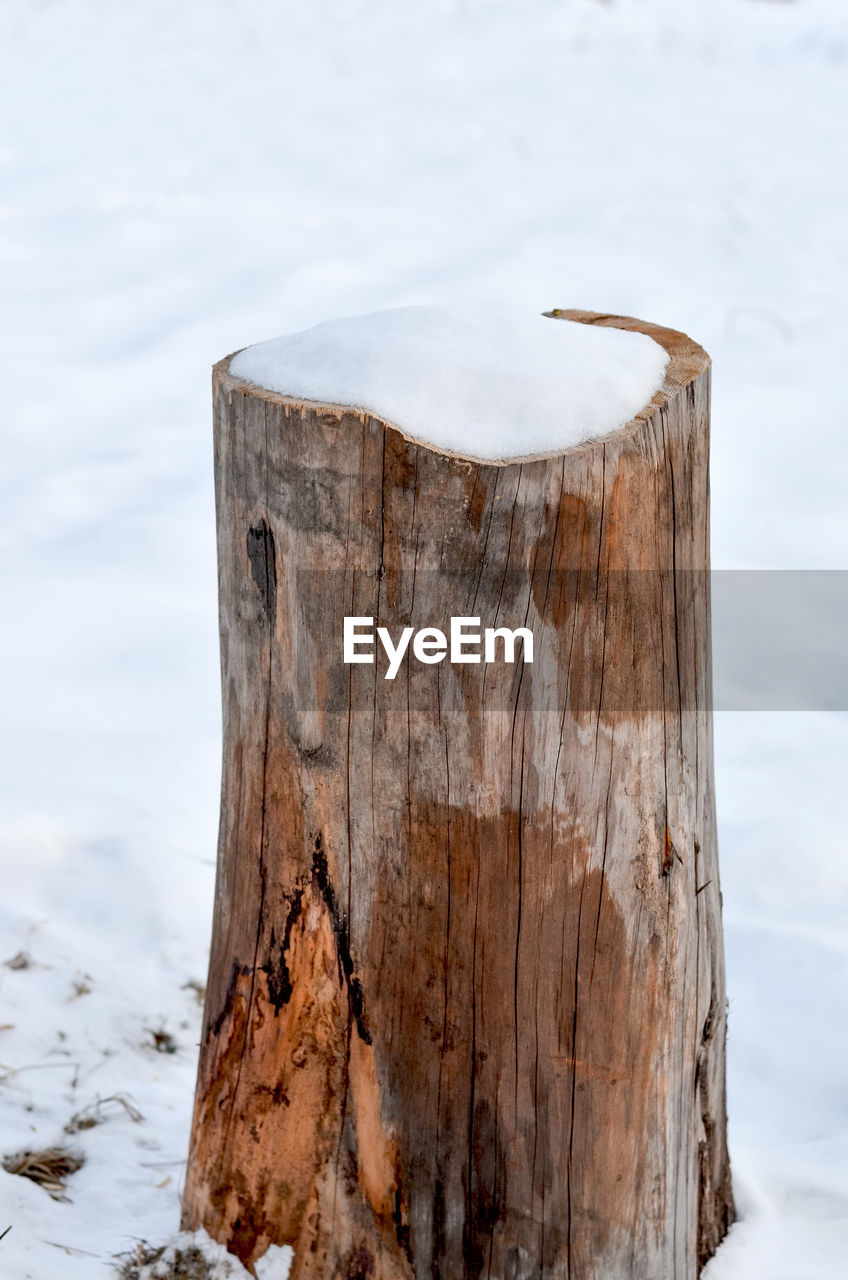 CLOSE-UP OF WOODEN LOG ON SNOW COVERED TREE