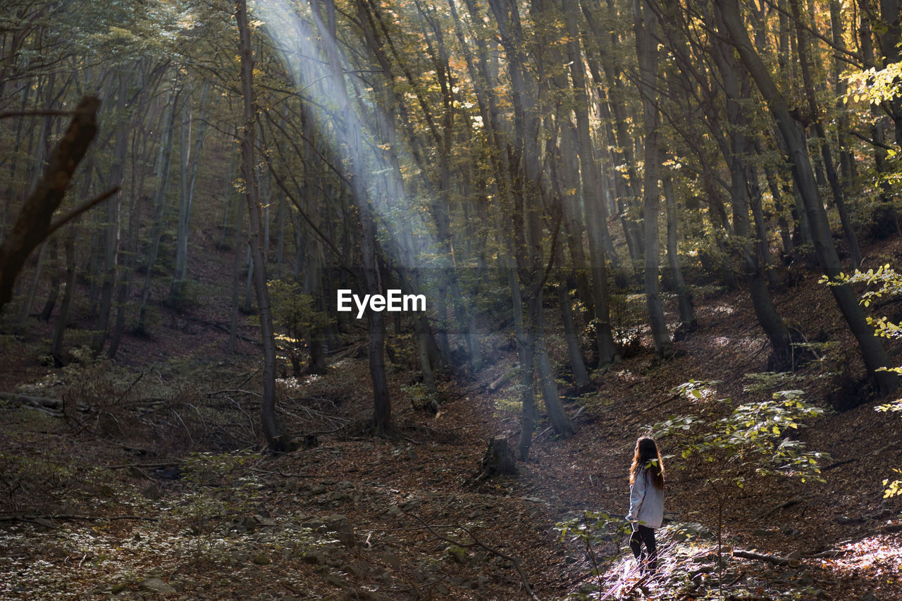 Rear view of woman walking in forest, sunbeam light