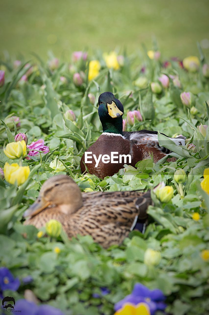 Two ducks in wildflowers